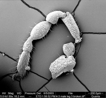 Media type: image;   Invertebrate Zoology 134639